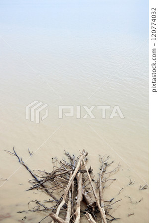 Washed driftwood and fallen trees lie in water on seashore or ocean 120774032