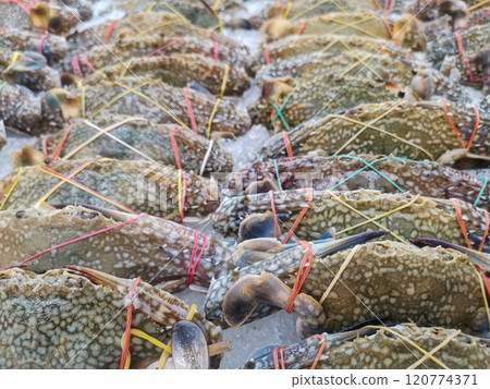 Fresh crabs 120774371