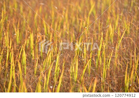 金草楓特寫 120774912