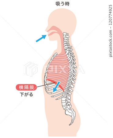 How breathing works: Diaphragm and respiratory muscles 120774925