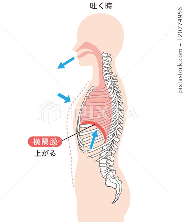 How breathing works: Diaphragm and respiratory muscles 120774956