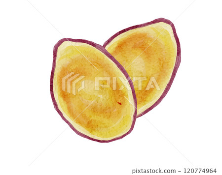 Vector illustration of organic fresh sliced sweet potato painted in watercolor style Vector illustration of organic fresh sliced sweet potato painted in watercolor style 120774964