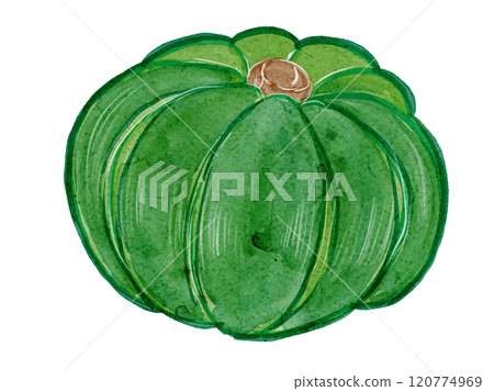 水彩風格有機新鮮南瓜向量插畫素材 120774969