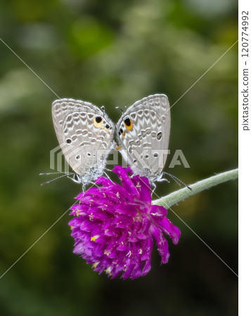 Mating of the Black Spotted Cycad 120774992