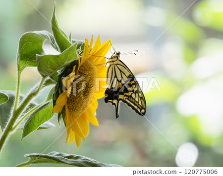 燕尾蝴蝶棲息在向日葵上 燕尾蝴蝶棲息在向日葵上 120775006