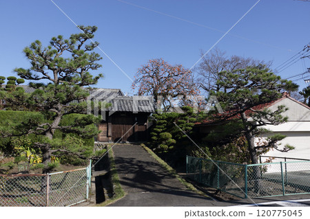 Old house gate and persimmons Old house gate and persimmons 120775045