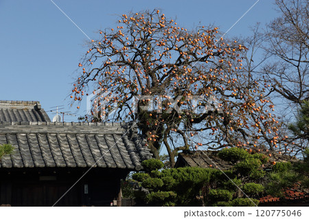 Old house gate and persimmons 120775046