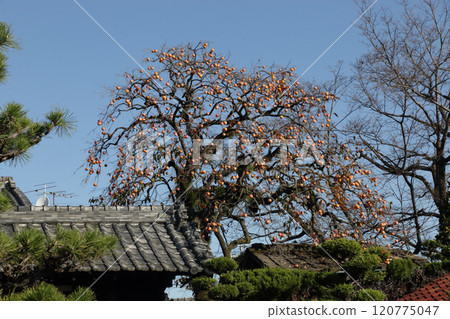 Old house gate and persimmons Old house gate and persimmons 120775047