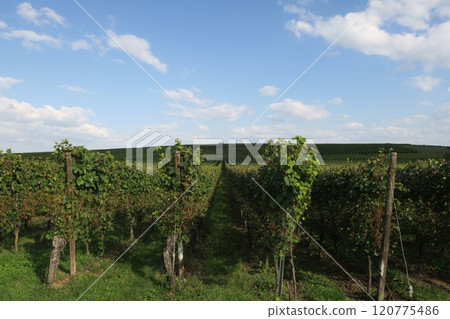 Vineyards in Alsace, France 120775486