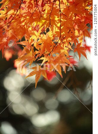 Bright autumn leaves 120775804