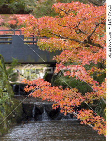 Autumn foliage along the Yoshiki River that runs through the Kasugano International Forum in Nara 120775815