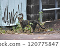 A tiger-striped cat staring at you from the side of the road 120775847