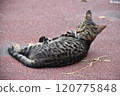 A tiger-striped cat lying on the side of the road and looking back 120775848