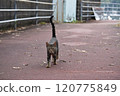 A tiger-striped cat approaching with its tail raised 120775849