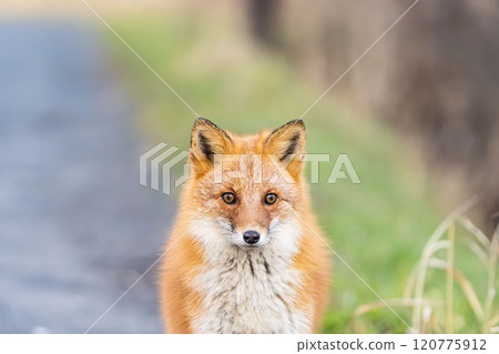 一隻毛茸茸的可愛紅狐狸在北海道迎接冬天 一隻毛茸茸的可愛紅狐狸在北海道迎接冬天 120775912