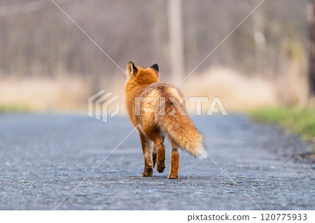 A cute fluffy ezo red fox welcomes winter in Hokkaido 120775933