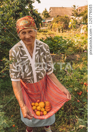 Authentic portrait of 80s years woman picking vegetables at farmhouse kitchen garden. Smiling elderly woman holds ripe yellow tomatoes in red striped apron. Organic vegetables harvesting Authentic portrait of 80s years woman picking vegetables at farmhouse kitchen garden. Smiling elderly woman holds ripe yellow tomatoes in red striped apron. Organic vegetables harvesting 120776085
