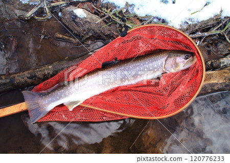 Fishing: Rain trout lying in the net, large rain trout 120776233