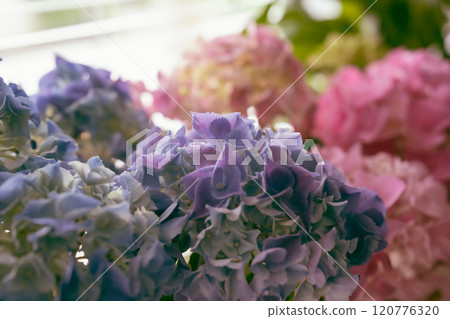 Vibrant close-up of hydrangeas in natural light Vibrant close-up of hydrangeas in natural light 120776320