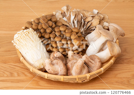 各種蘑菇的集合 120776466