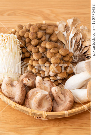 各種蘑菇的集合 各種蘑菇的集合 120776488