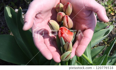Man holds growing tulip buds in palms of hands. Spring gardening plant care concept. Gardener takes care of red tulip flowers growing on flowerbed Man holds growing tulip buds in palms of hands. Spring gardening plant care concept. Gardener takes care of red tulip flowers growing on flowerbed 120776518