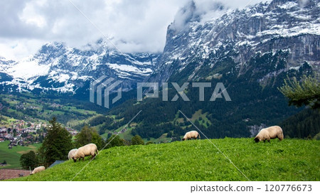 格林德瓦草甸薩福克品種 格林德瓦 瑞士 格林德瓦草甸薩福克品種 格林德瓦 瑞士 120776673