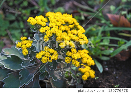 Sea chrysanthemum 120776778