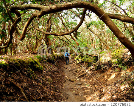 【山景】靜岡縣天城山登山步道、被原始森林包圍的亞瑟比隧道 【山景】靜岡縣天城山登山步道、被原始森林包圍的亞瑟比隧道 120776981