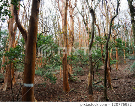 【山景】靜岡縣、天城山攀登、姬原森林 【山景】靜岡縣、天城山攀登、姬原森林 120776982