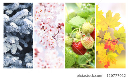 Four seasons of year. Set of vertical nature banners with winter, spring, summer and autumn scenes. Nature collage with seasonal scenics. Copy space for text 120777012