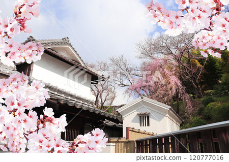 Old houses and sakura flowers, Kurashiki city, Japan. Traditional japanese hanami festival. Spring cherry blooming season in Asia 120777016
