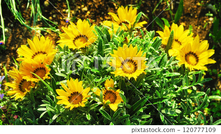 Scenery of yellow gazania flowers in full bloom 120777109