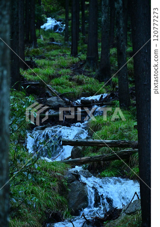 Brooks in the forest Brooks in the forest 120777273
