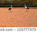 A stork flies into a rice field 120777479
