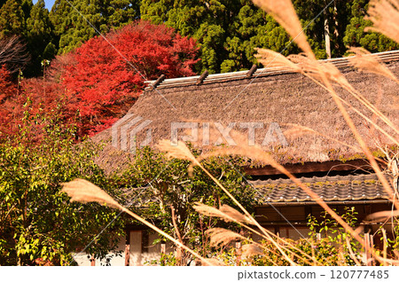 屋頂和秋葉 120777485