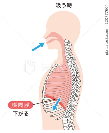 呼吸機制 膈肌 呼吸肌肉 120777604