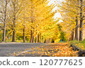 Yellow colored Ginkgo trees 120777625