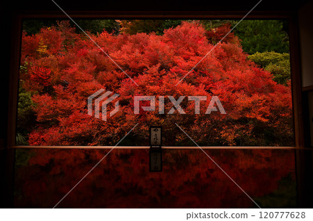 安國寺道壇杜鵑的倒影 120777628