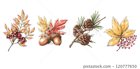 秋冬植物系列、水彩素材組、裝飾插畫 120777650