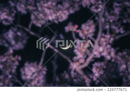 夜晚櫻花盛開,新月透過 夜晚櫻花盛開,新月透過 120777671