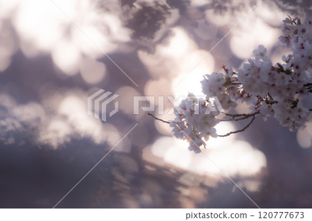 Sunset sunlight filtering through the trees and cherry blossoms 120777673