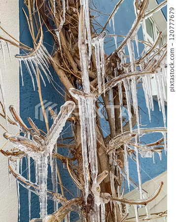 Large clear icicles on a tree near the blue wall of a house . High quality photo Large clear icicles on a tree near the blue wall of a house . High quality photo 120777679