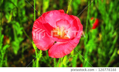 A single red poppy flower landscape 120778188