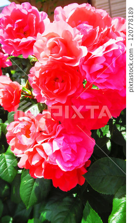 Beautiful scenery of rose flowers in full bloom 120778189