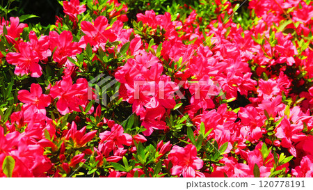 Azalea flower scenery in full bloom 120778191