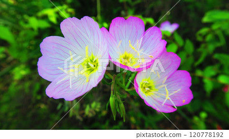 Scenery of three Hiruzatsukimisou flowers Scenery of three Hiruzatsukimisou flowers 120778192