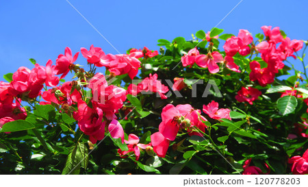 玫瑰花盛開和藍天的風景 玫瑰花盛開和藍天的風景 120778203