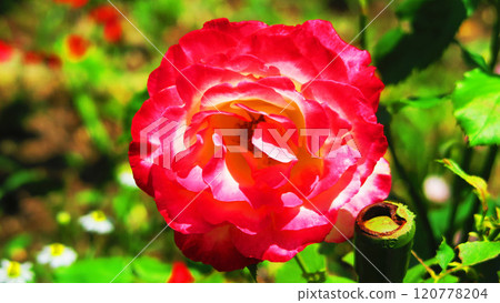 單朵玫瑰花景觀 120778204