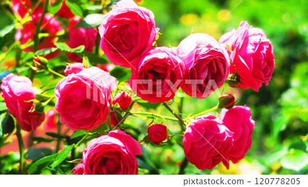 粉紅玫瑰盛開的風景 粉紅玫瑰盛開的風景 120778205